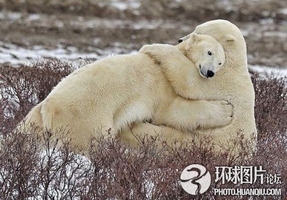 捕捉动物界最有爱的一幕:北极熊宝宝撒娇